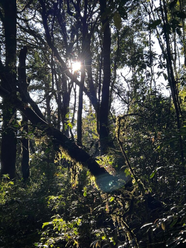 Must do on the Doi Inthanon - a super easy trail