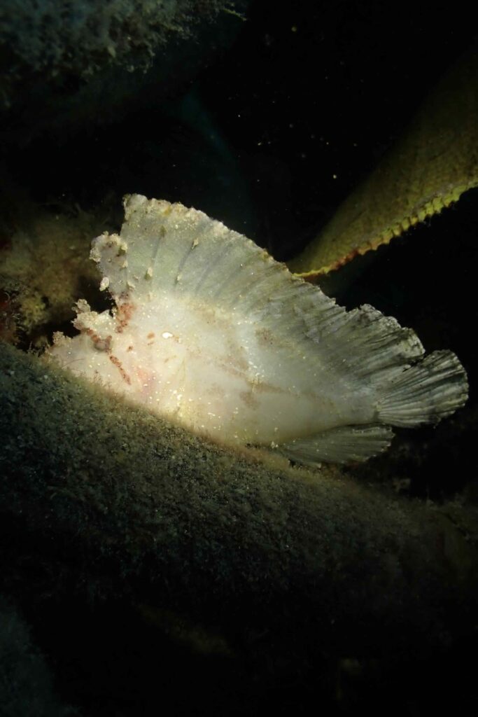 While diving in Sipadan, I encountered the fascinating white leaf fish, a master of camouflage with its flattened body, perfectly blending into the coral reefs, showcasing the incredible marine biodiversity of the region.