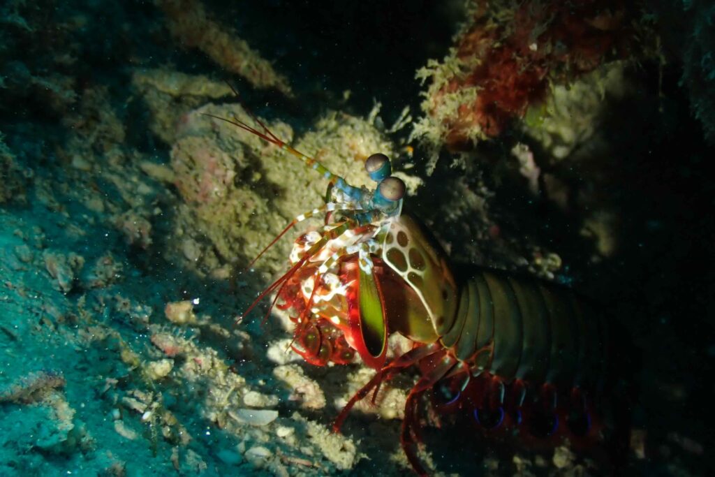 diving in Sipadan - Mantis shrimp are such fascinating creatures with their vibrant colors and incredible eyesight.