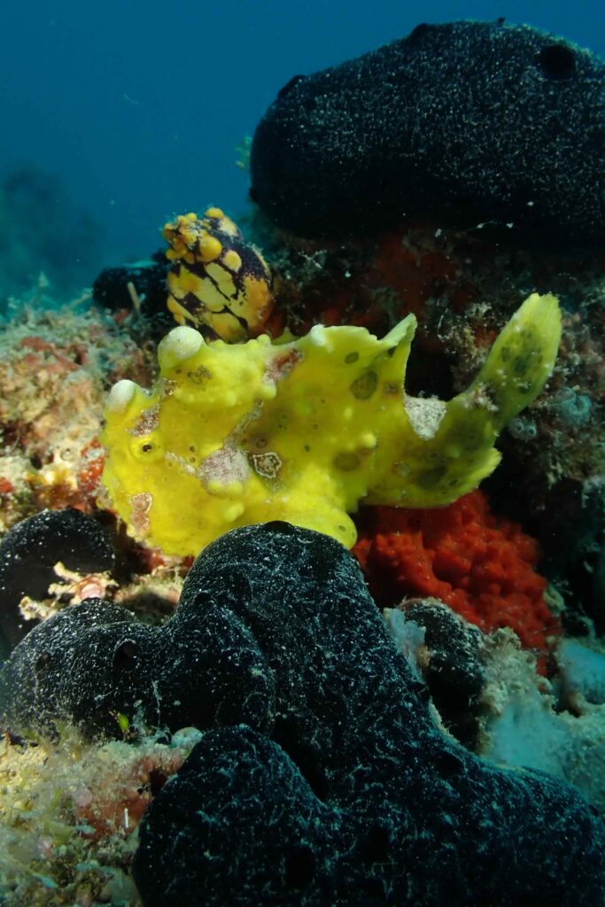 Yellow Frog fish spotted diving in Sipdan