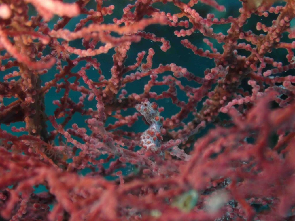 Pygmy seahorses are such tiny and delicate creatures, often found on corals where they blend in perfectly. Their size and unique colors make them a real treasure to spot while diving.