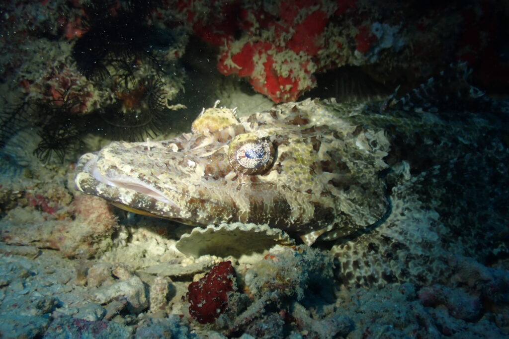 The crocodile fish is a flat, camouflaged predator with a broad head and sharp teeth, found in warm waters around coral reefs.