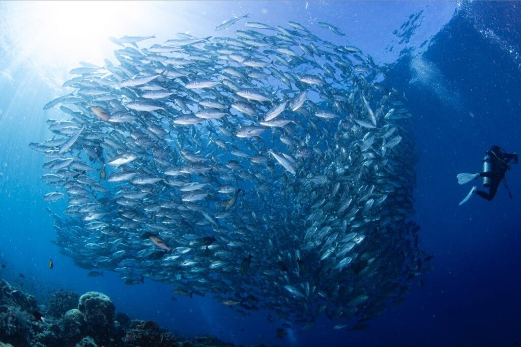 A vibrant school of jackfish swims gracefully in clear waters, their sleek bodies shimmering as they move in perfect harmony.