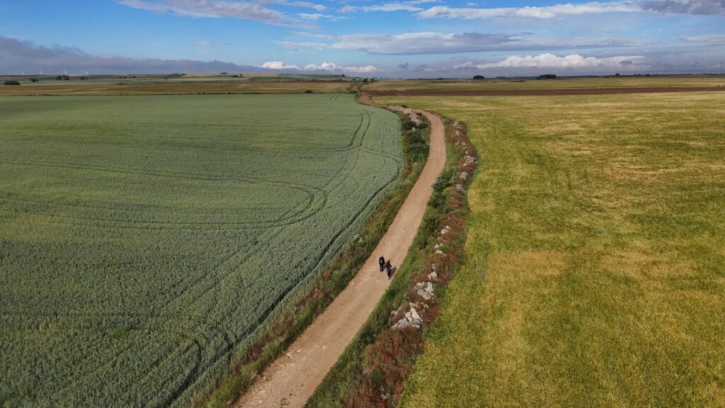 Two pilgrims walking along a peaceful dirt path on the Camino, surrounded by vibrant green and yellow grasslands under a bright, expansive sky towards Camino de Santiago.