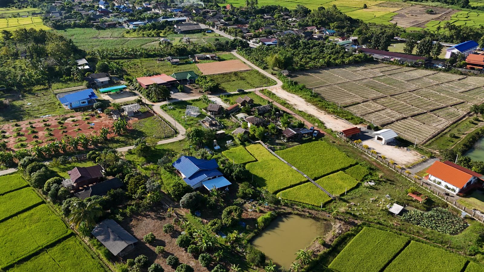 Drone image of the fields in Chaing Dao Aerial view of lush green rice fields and farmlands in Chiang Dao with Doi Luang mountain in the distance