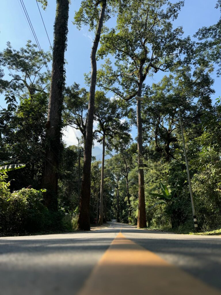 athway lined with towering giant rain trees in Giant Tree Alley, Chiang Dao, Thailand