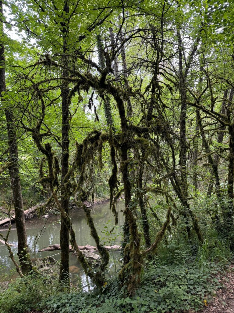 Lush moss covering the forest floor near Irotz along the Camino de Santiago path.