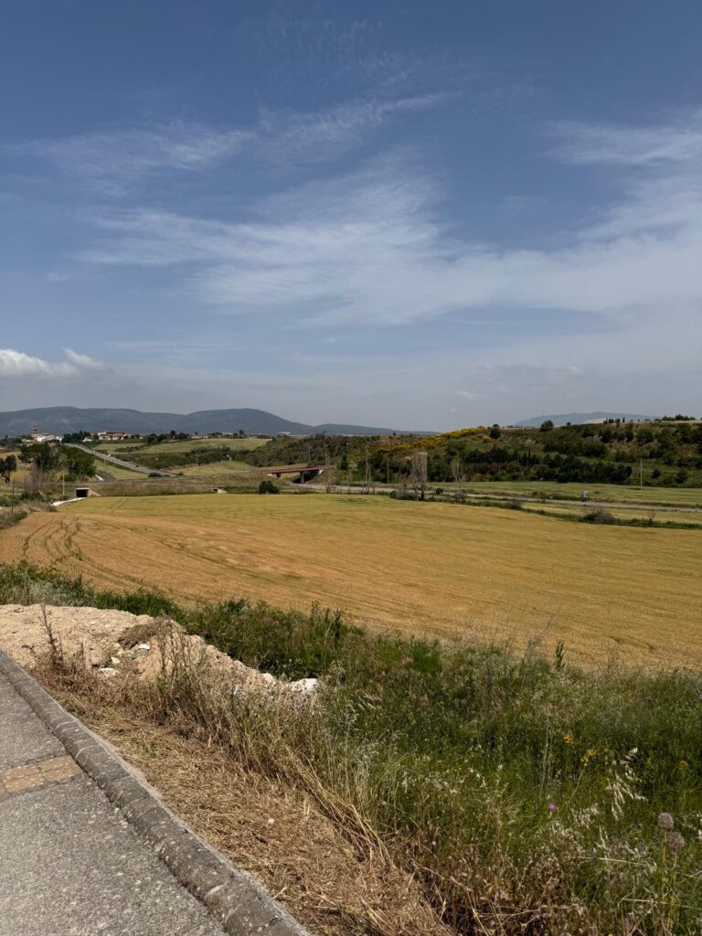 Golden wheat fields under a blue sky in Uterga, Spain, along the Camino de Santiago trail